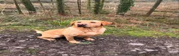 Labrador Retriever dogs for sale: Stunning Litter of KC Reg Labrador Puppies - Advert 5