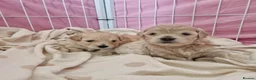 Maltipoo dogs for sale: Our beautiful Maltipoo puppy still available - Advert 3