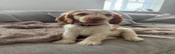 Cocker Spaniel dogs for sale: Beautiful Show Cocker Spaniel Puppy in Northwich - Advert 3