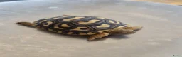 Tortoise reptiles for sale: Leopard Tortoise hatchlings in Rugby - Advert 15