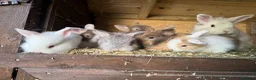 Lionhead rabbits for sale: Lion lop rabbits - boys and girls  - Advert 7