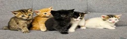 Mixed Breed cats for sale: 6 Gorgeous Kittens for Sale - Advert 2