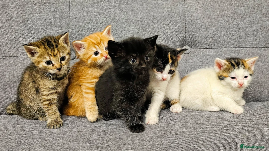 Mixed Breed cats for sale: 6 Gorgeous Kittens for Sale - Advert 2