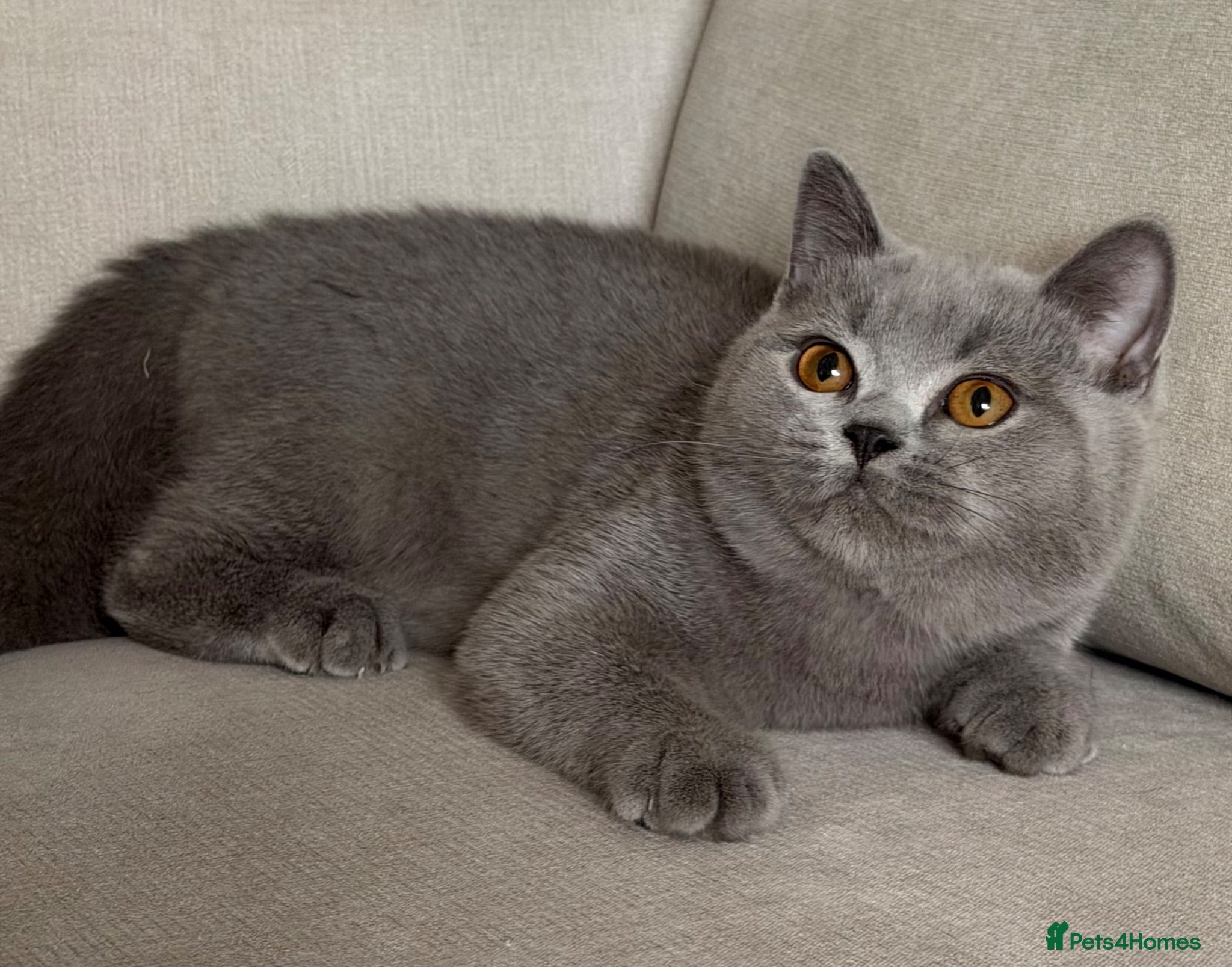 British Shorthair cats ✨ GCCF BEAUTIFUL KITTENS ✨ - Advert 2