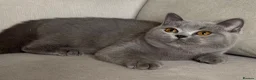 British Shorthair cats for sale: ✨ GCCF BEAUTIFUL KITTENS ✨ - Advert 2