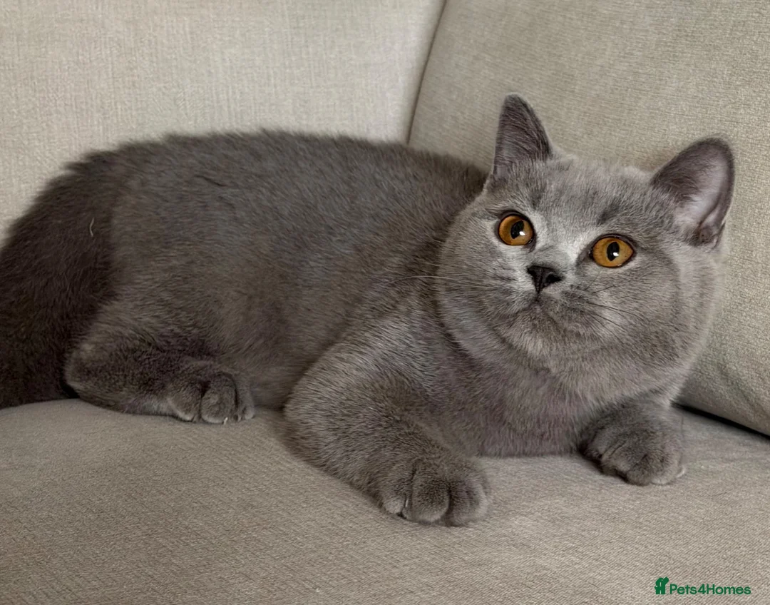 British Shorthair cats for sale: ✨ GCCF BEAUTIFUL KITTENS ✨ - Advert 2