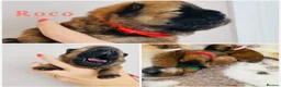 Chow Chow dogs for sale: 5 OUTSTANDING CHOW PUPS - Advert 2