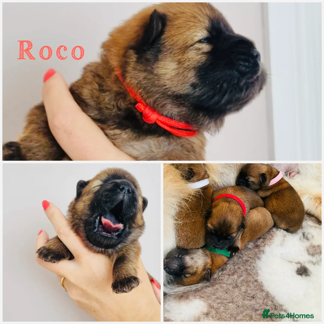 Chow Chow dogs for sale: 5 OUTSTANDING CHOW PUPS - Advert 2