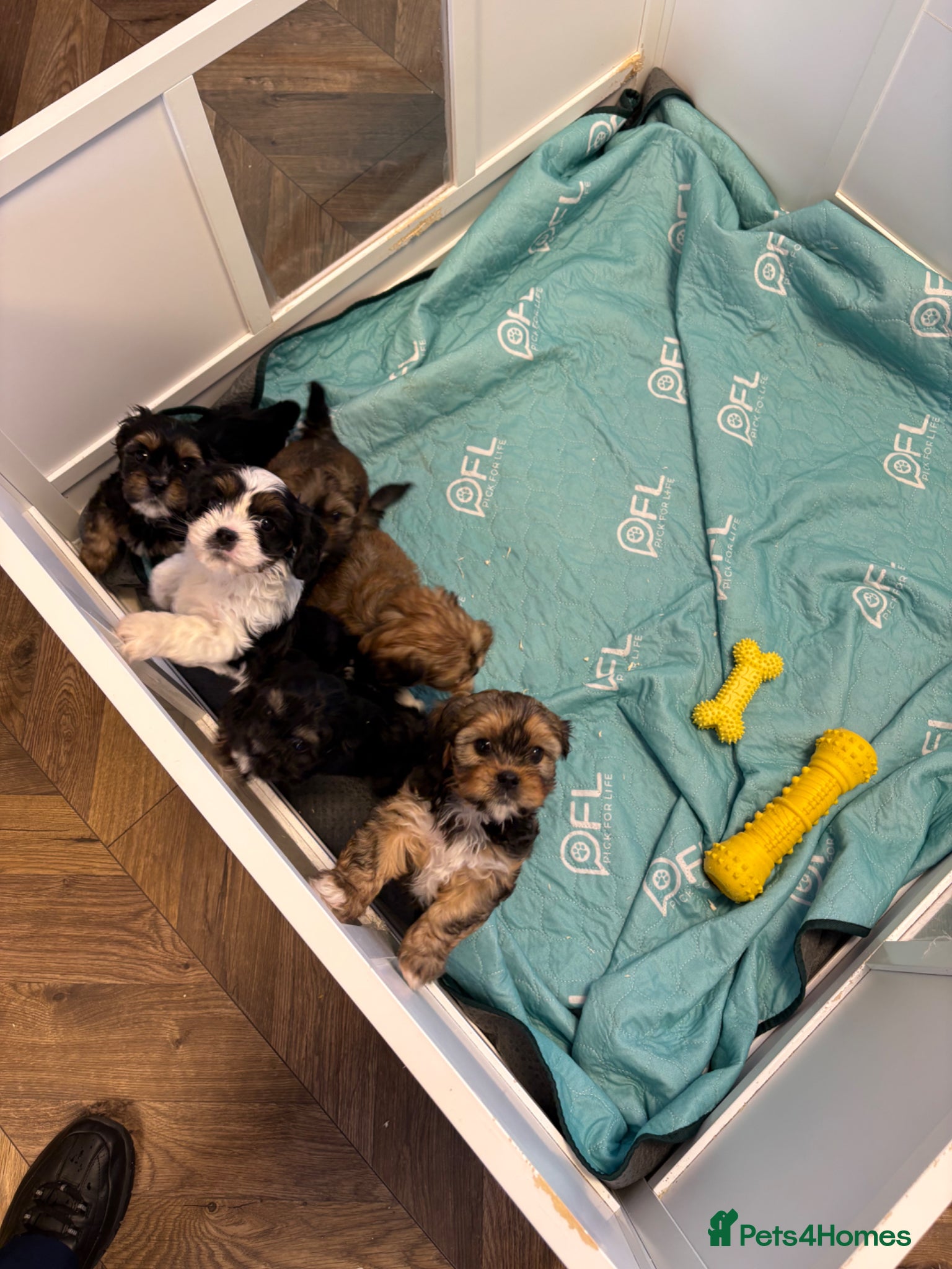 Mixed Breed dogs F1 Lhasaliers ✨ - Advert 2