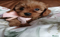 Cavapoo dogs for sale: Cavapoo puppies for sale - Image 11