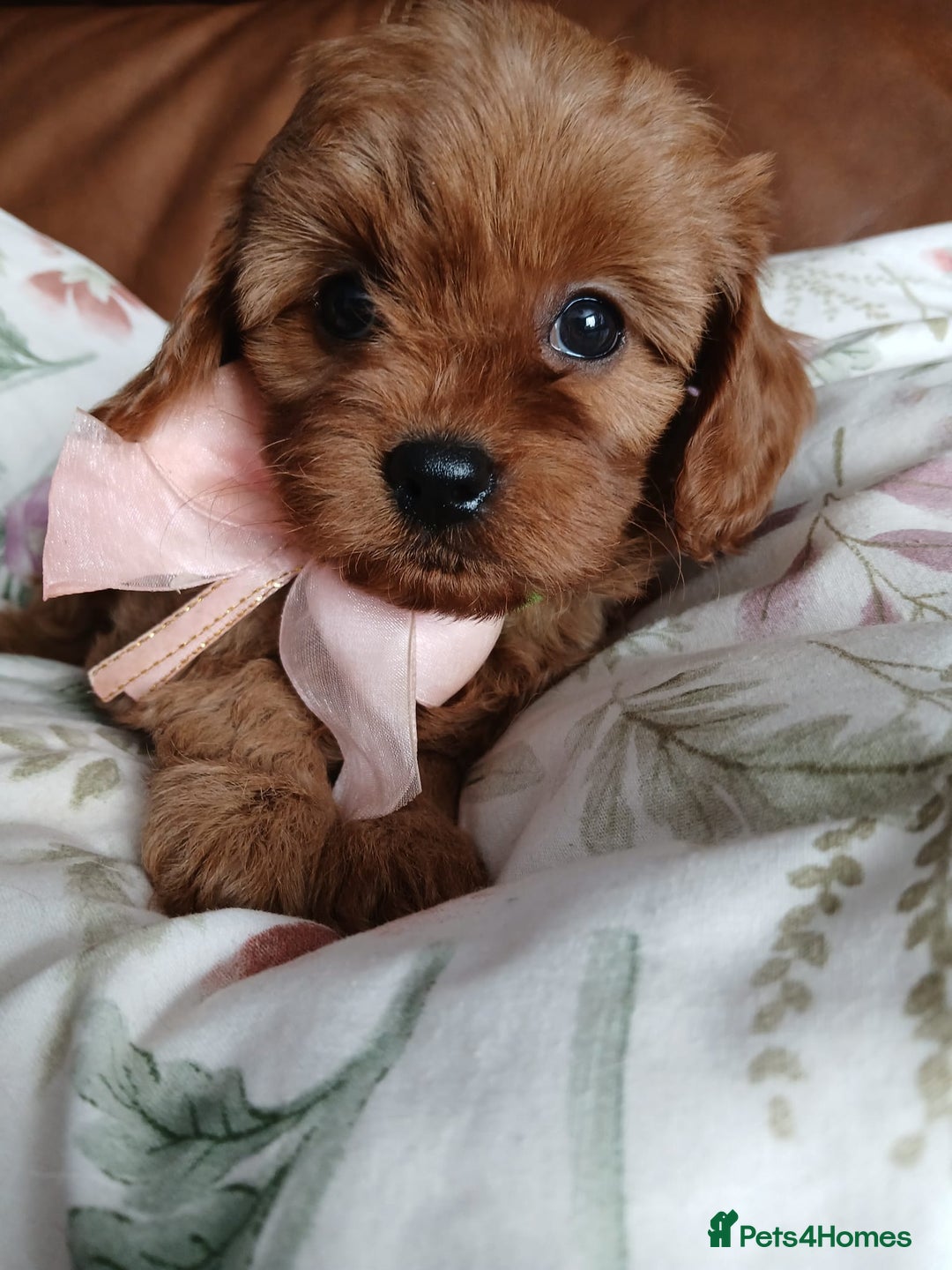 Cavapoo dogs for sale: Cavapoo puppies for sale - Image 11