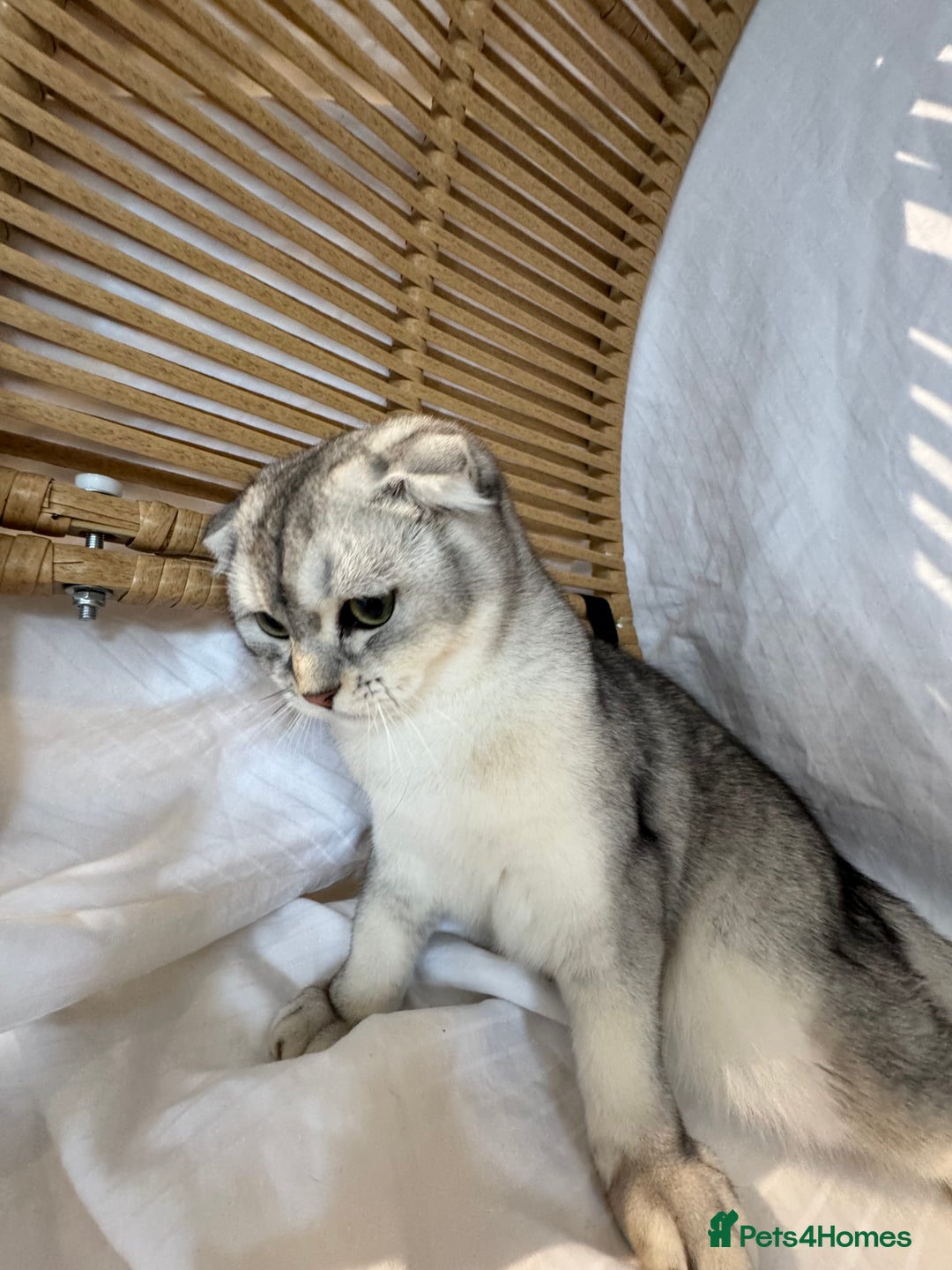 Scottish Fold cats for sale: Scottish Fold Kittens Variety of Colours - Image 33