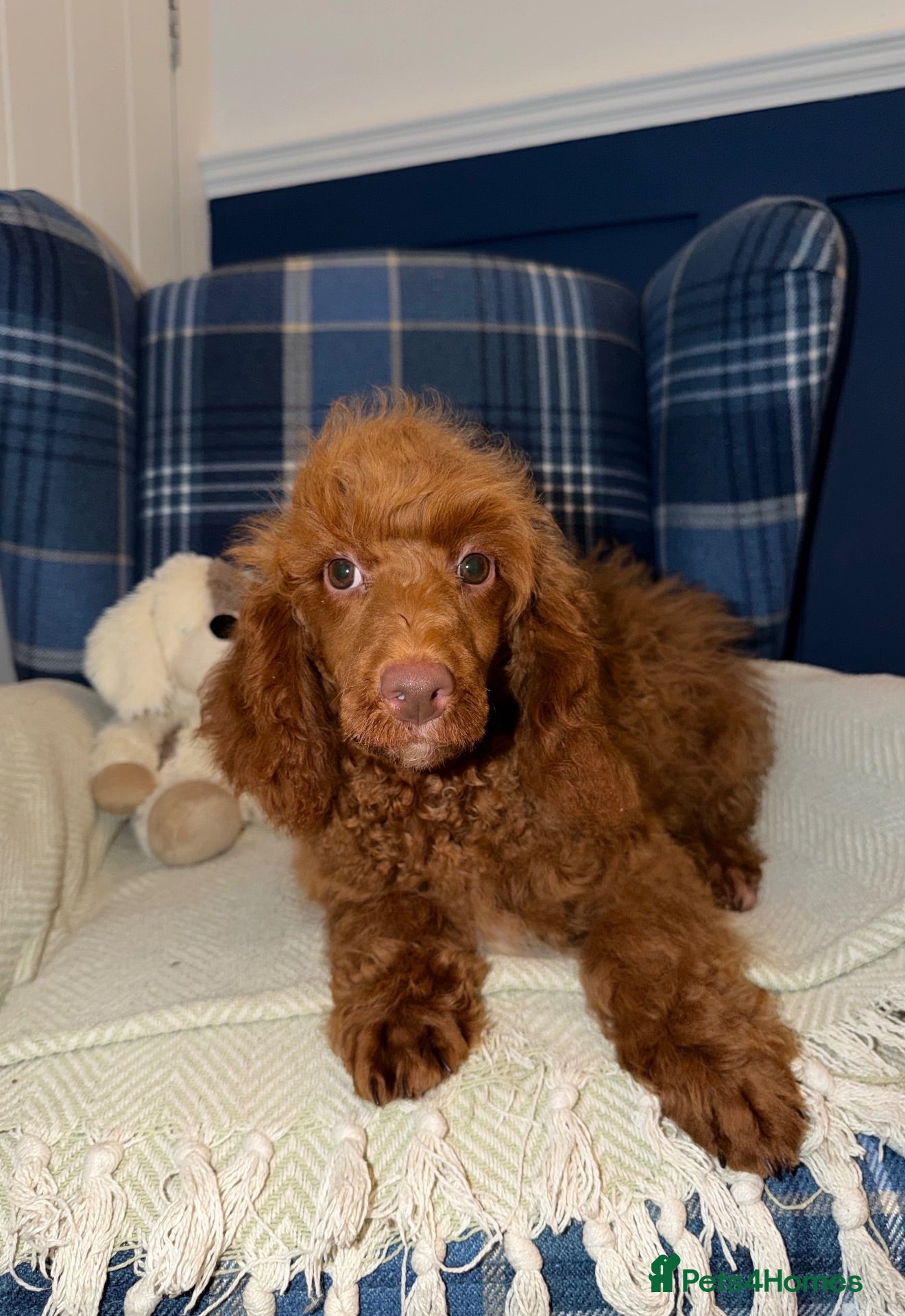 Miniature Poodle dogs 🩷Beautiful Mini Poodle Puppies - Ready Now 💜 - Advert 2
