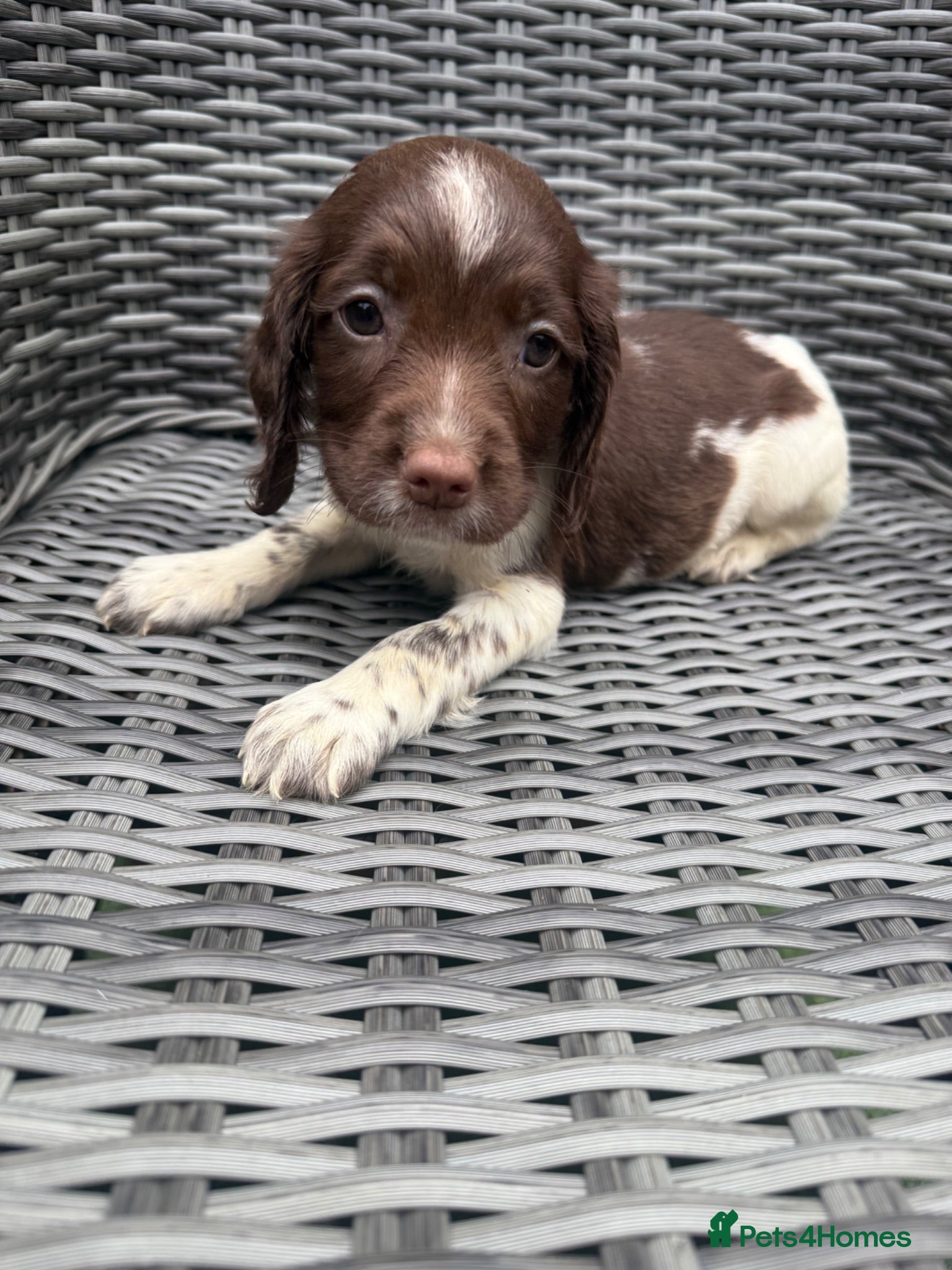 English Springer Spaniel dogs 🐶 KC REG GIRL,  READY NOW  🐶 - Advert 1