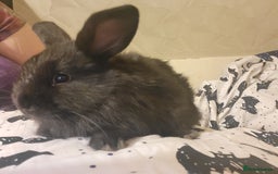 Mini Lion Lop rabbits for sale: 4 black baby mini lionlops  - Image 10