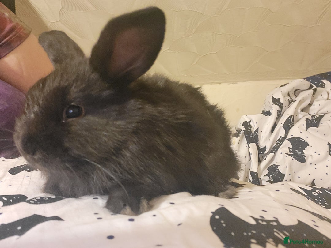 Mini Lion Lop rabbits for sale: 4 black baby mini lionlops  - Image 10
