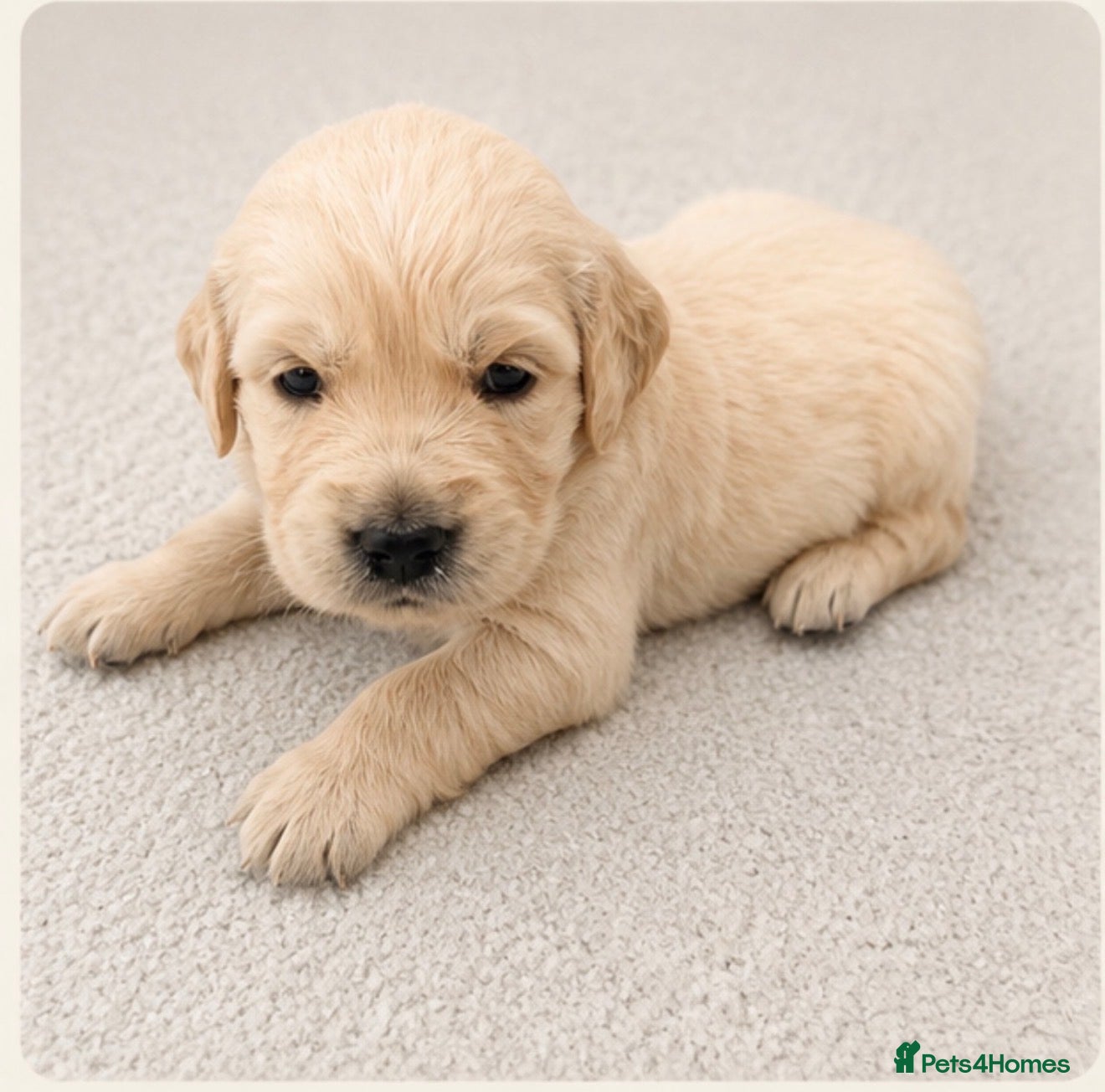Golden Retriever dogs KC Golden Retrievers -  Health Tested Parents 🧬 - Advert 2