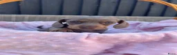 Miniature Dachshund dogs for sale: Beautiful KC Puppies - Advert 8