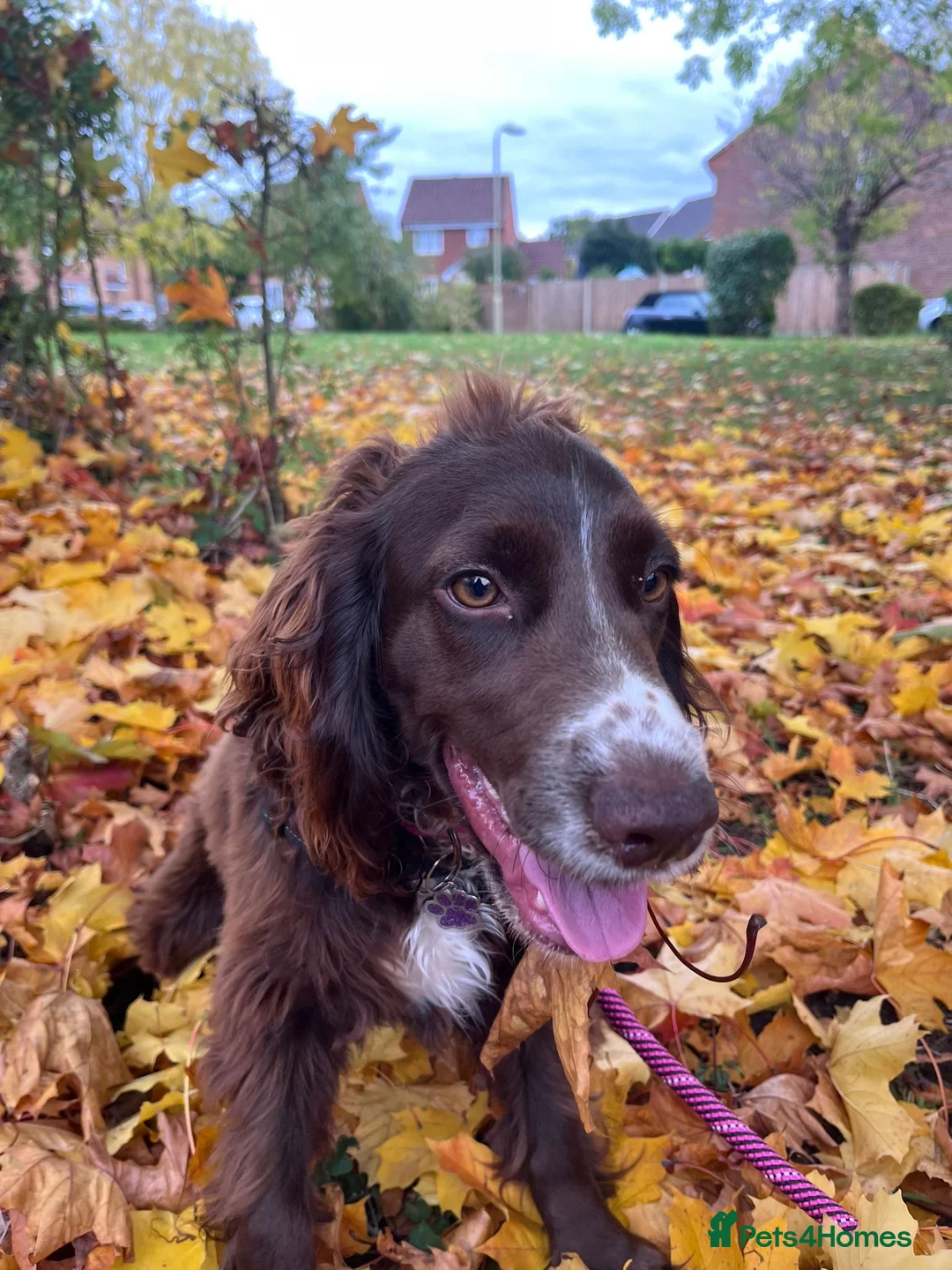 Cocker Spaniel dogs for sale: Coco  - Advert 11