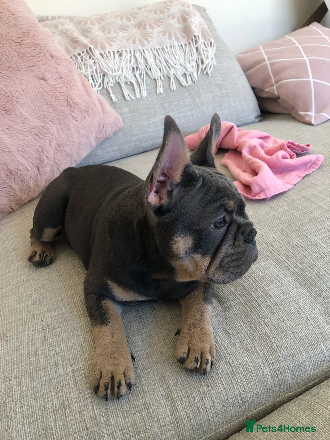 French Bulldog dogs for stud: 🇫🇷 French Bulldog For Stud  🇫🇷 in Croydon - Advert 15