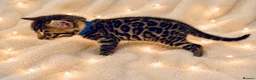 Bengal cats for sale: 🎬 Little Leopard Diaries | TICA BENGAL KITTENS 💎 - Advert 7