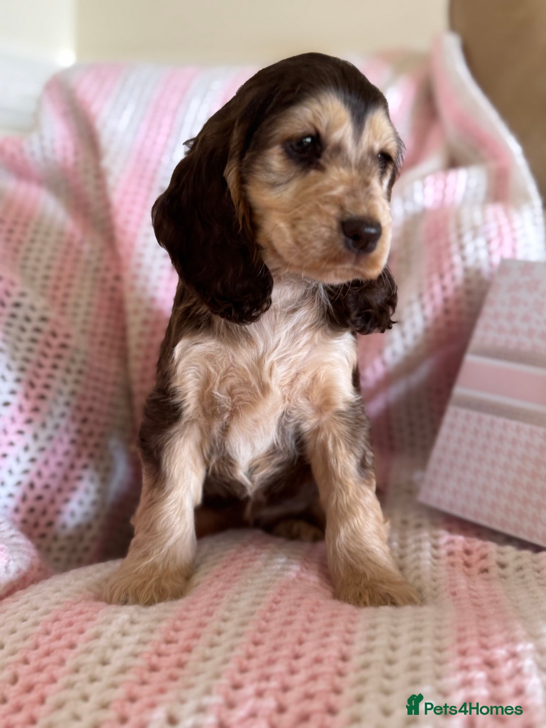 Cocker Spaniel dogs for sale: Last 2 boys fully vaccinated health checked  - Image 17