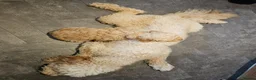 Mini Goldendoodle dogs for sale: Mini Goldendoodle Puppies - Advert 19
