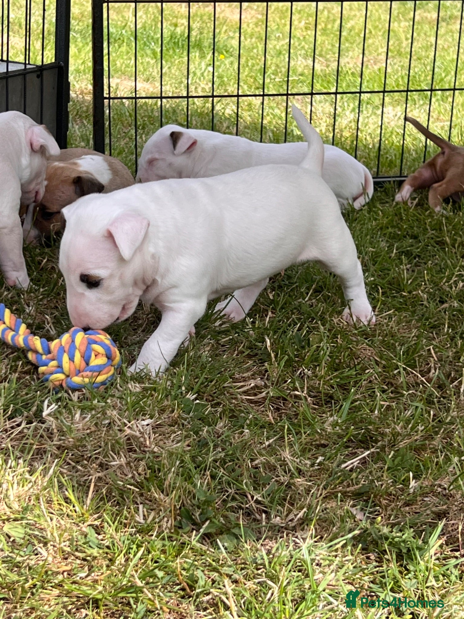 Bull Terrier dogs Best of the best ready to leave 10th July  - Advert 1