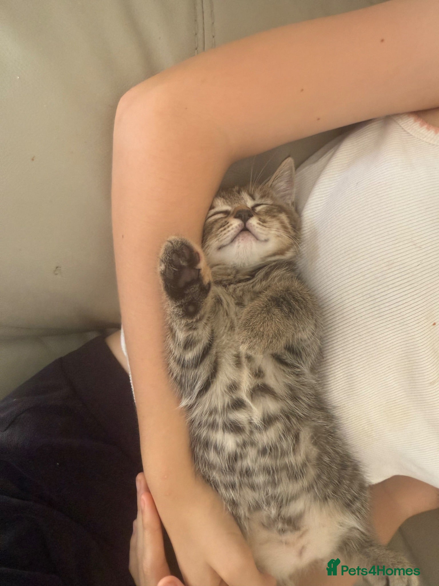 Mixed Breed cats Gorgeous British short haired tabby’s & calicos  - Advert 2