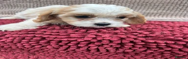 Cavapoo 4