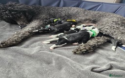 Sheepadoodle dogs for sale: Had their 1st injection and ready now - Image 3