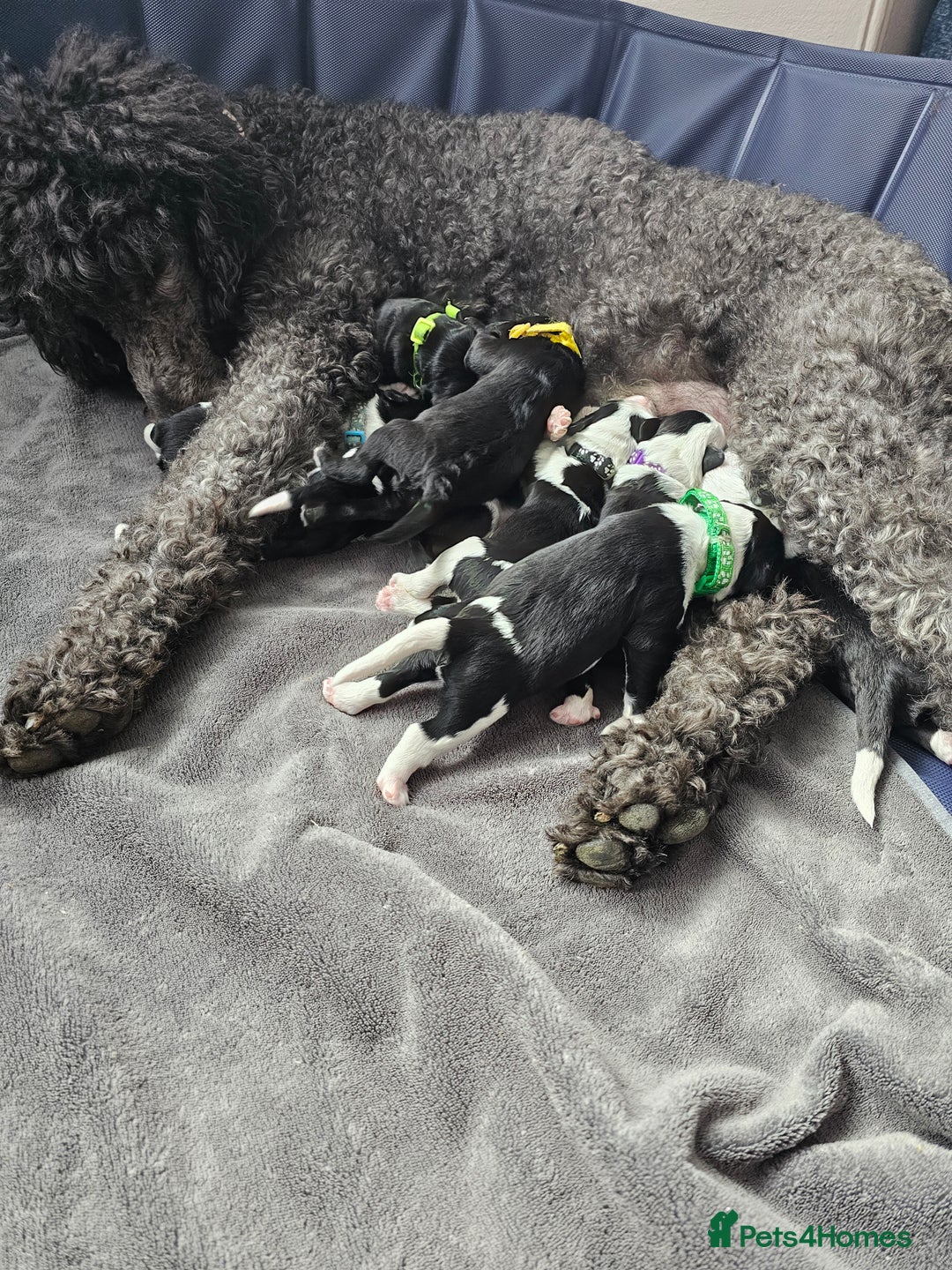 Sheepadoodle dogs for sale: Had their 1st injection and ready now - Image 3