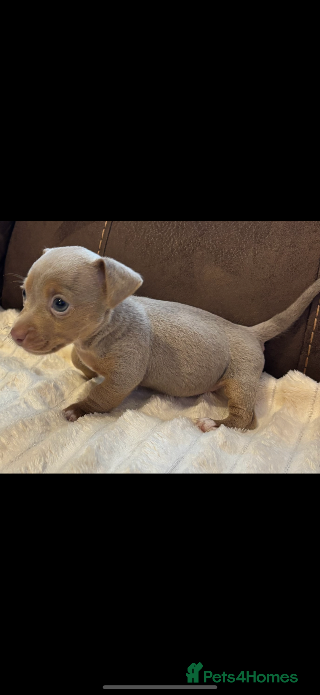 Jack Russell dogs for sale: Miniature Jack Russell Puppies - Image 5