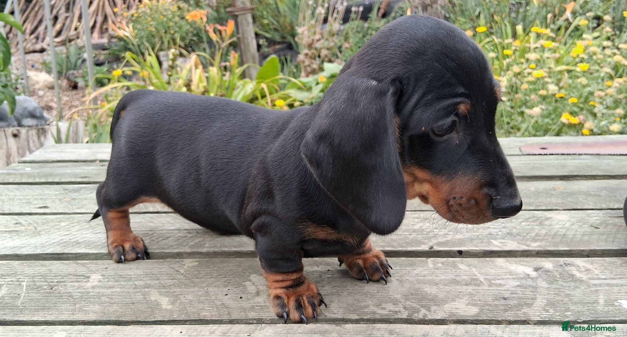 Miniature Dachshund dogs REDUCED. READY NOW. KC REG. PRA CLEAR - Advert 5