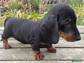 Miniature Dachshund dogs REDUCED. READY NOW. KC REG. PRA CLEAR - Advert 5