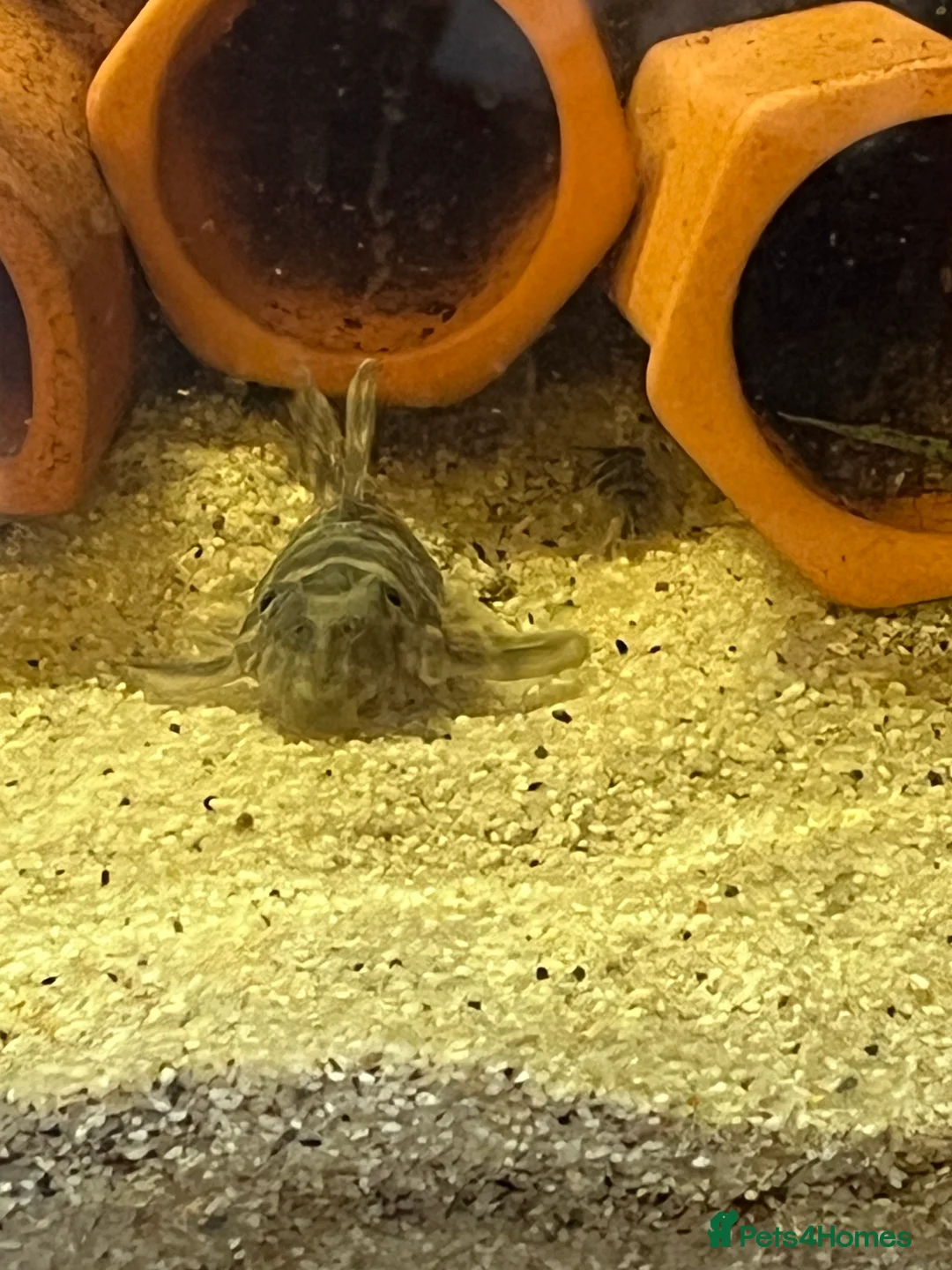 Plecos fish for sale: L333 Gurupa Rare! 9 adults. Pairs also available.  - Advert 17