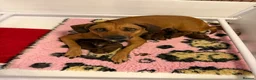 Rhodesian Ridgeback dogs for sale: Rhodesian Ridgeback Puppies born 21st June 2026 - Advert 18