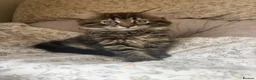 Mixed Breed cats for sale: Beautiful kittens looking for their forever homes in Loughborough - Advert 2