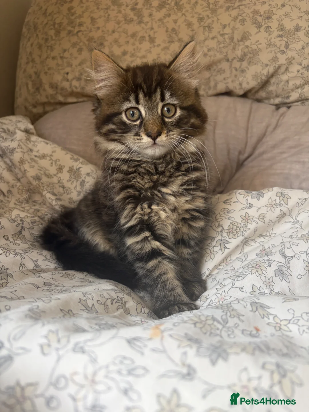Mixed Breed cats for sale: Beautiful kittens looking for their forever homes in Loughborough - Advert 2