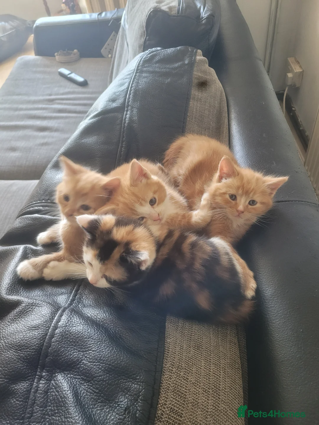 Mixed Breed cats for sale: Kittens 1 girl 3 boys - Advert 2