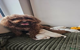Cavapoo dogs for sale: **1 Left** F1 Health tested Cavapoo's - Image 10