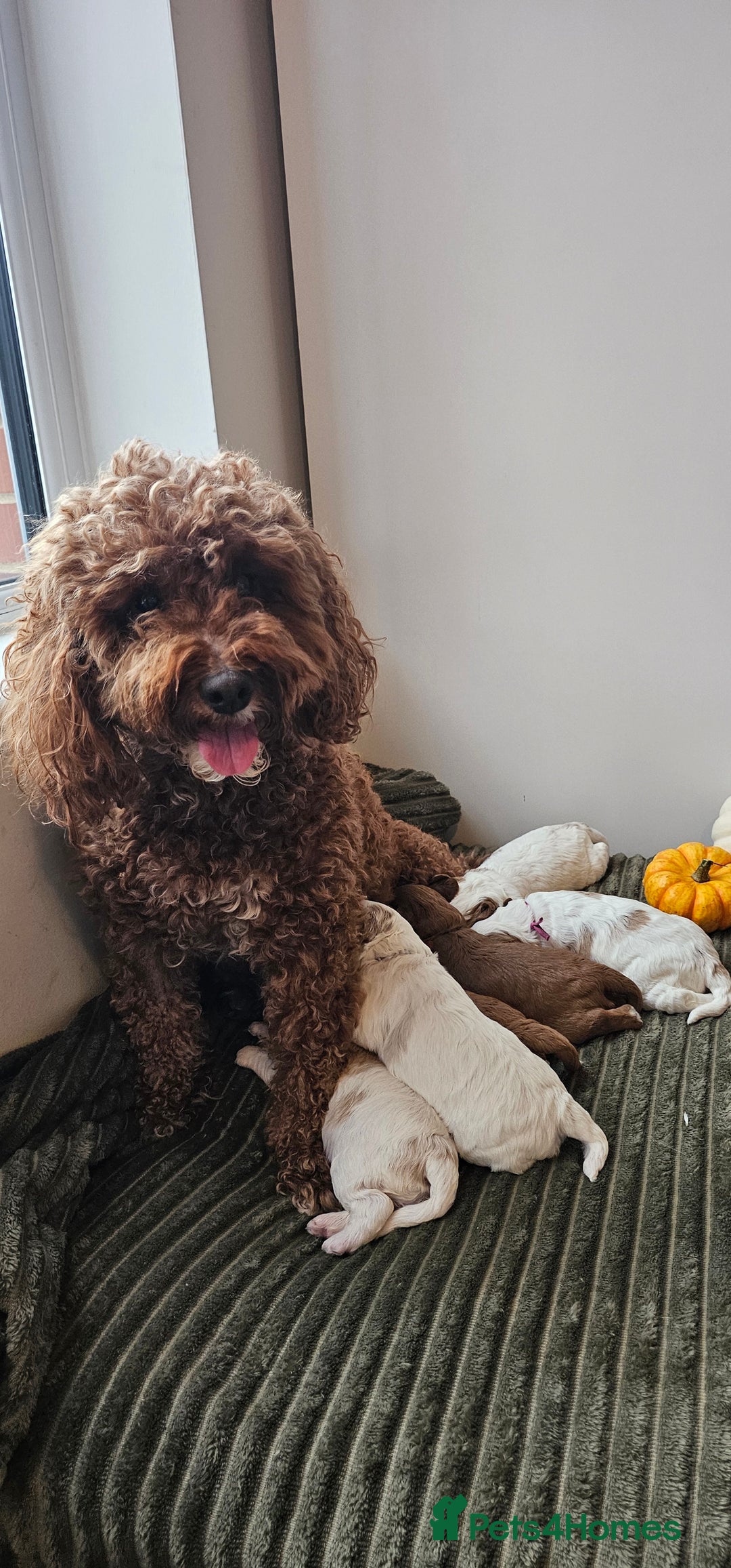 Cavapoo dogs for sale: **1 Left** F1 Health tested Cavapoo's - Image 10