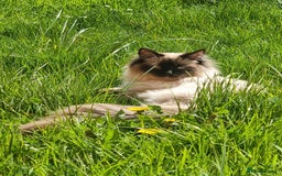 Ragdoll cats for stud: Ollie - Ragdoll Stud Available - Playful & Loving - Image 15