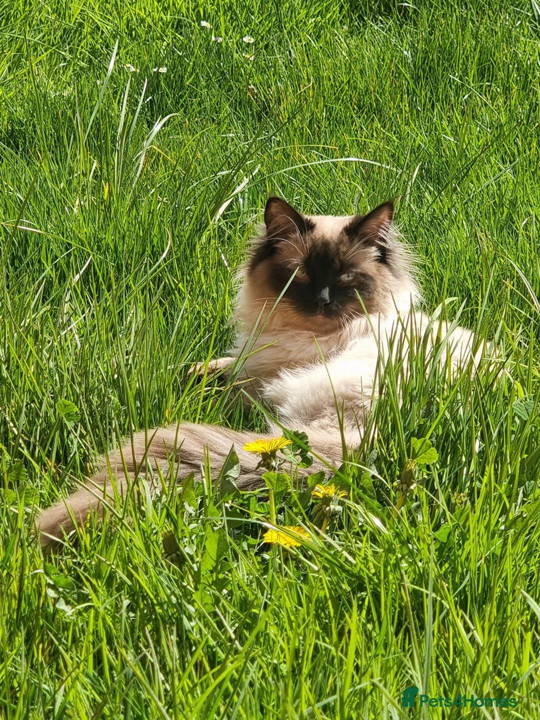 Ragdoll cats for stud: Ollie - Ragdoll Stud Available - Playful & Loving - Image 15