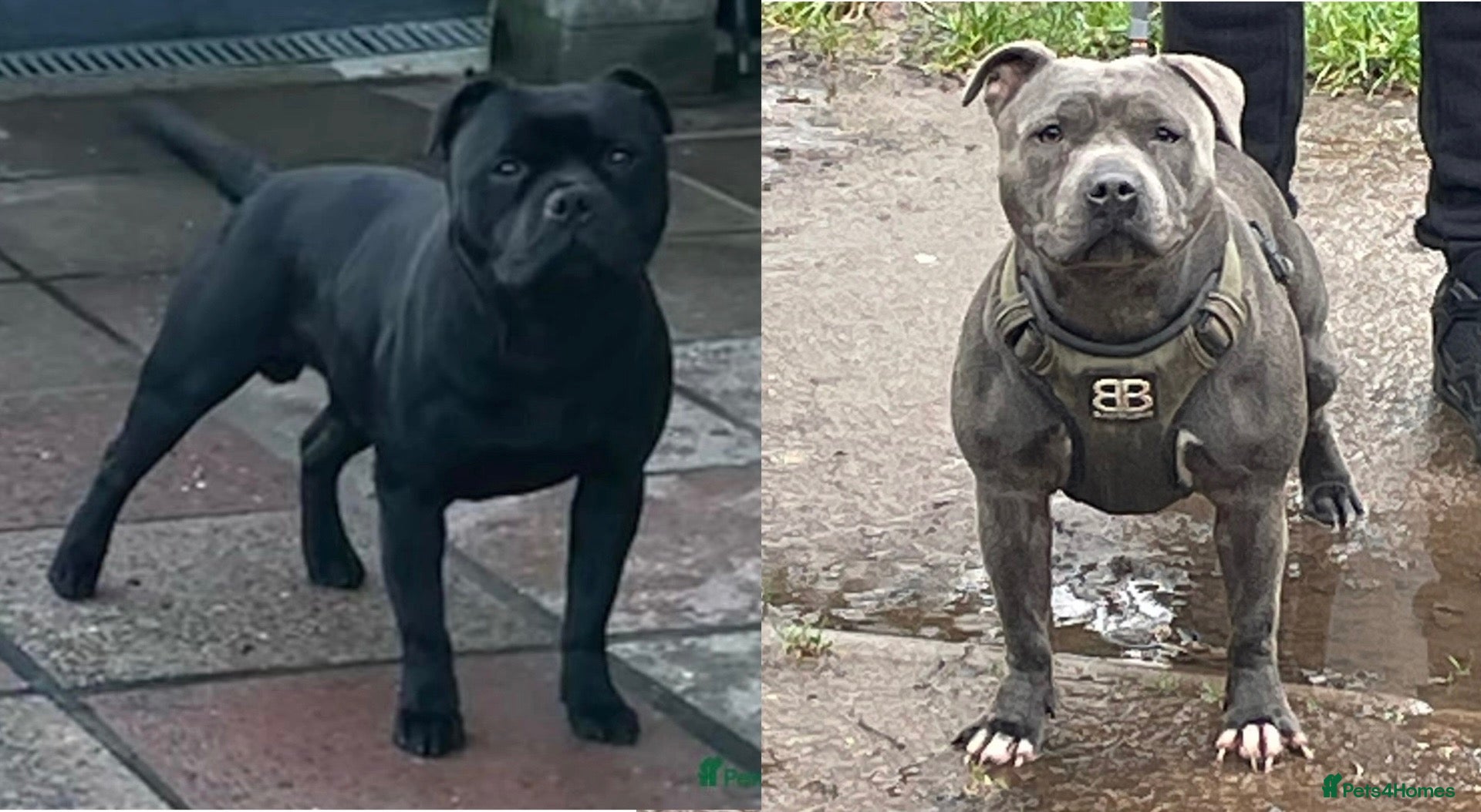 Staffordshire Bull Terrier dogs for sale: Staffordshire Bull Terriers  - Advert 6