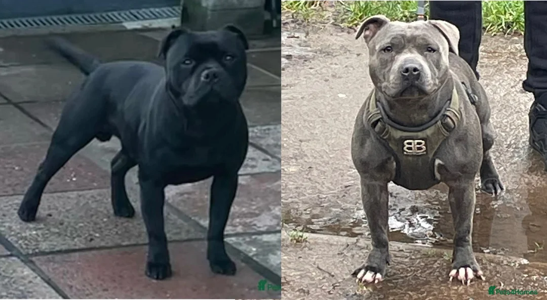 Staffordshire Bull Terrier dogs for sale: Staffordshire Bull Terriers  - Advert 1