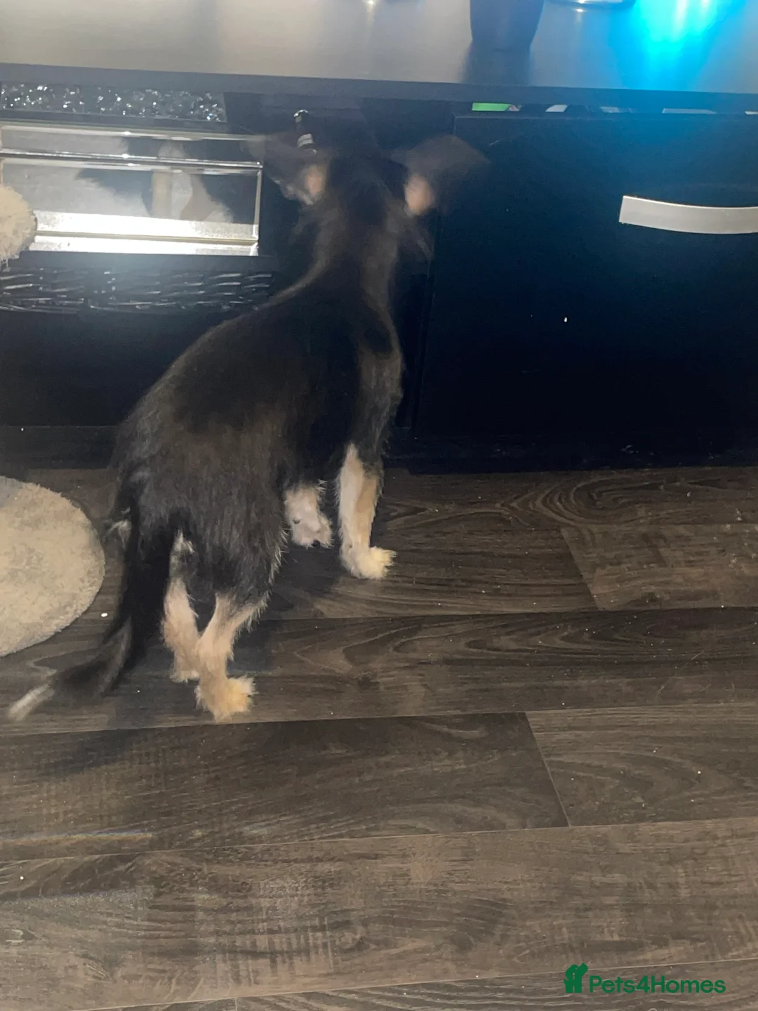 Jack Chi dogs for sale: Jack shi 6 months old  in Bristol - Advert 3