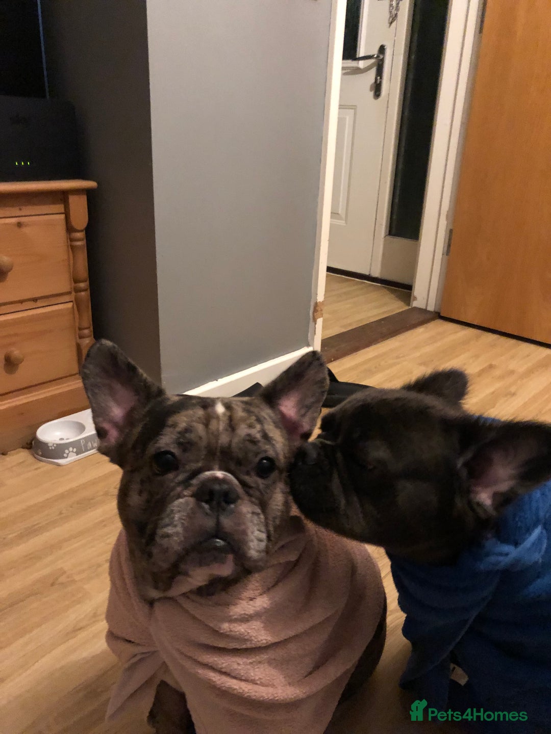 French Bulldog dogs for sale: 2 french bulldog  - Advert 3