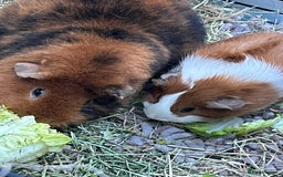 Guinea Pig rodents for sale: Mum & Baby female  - Advert 6
