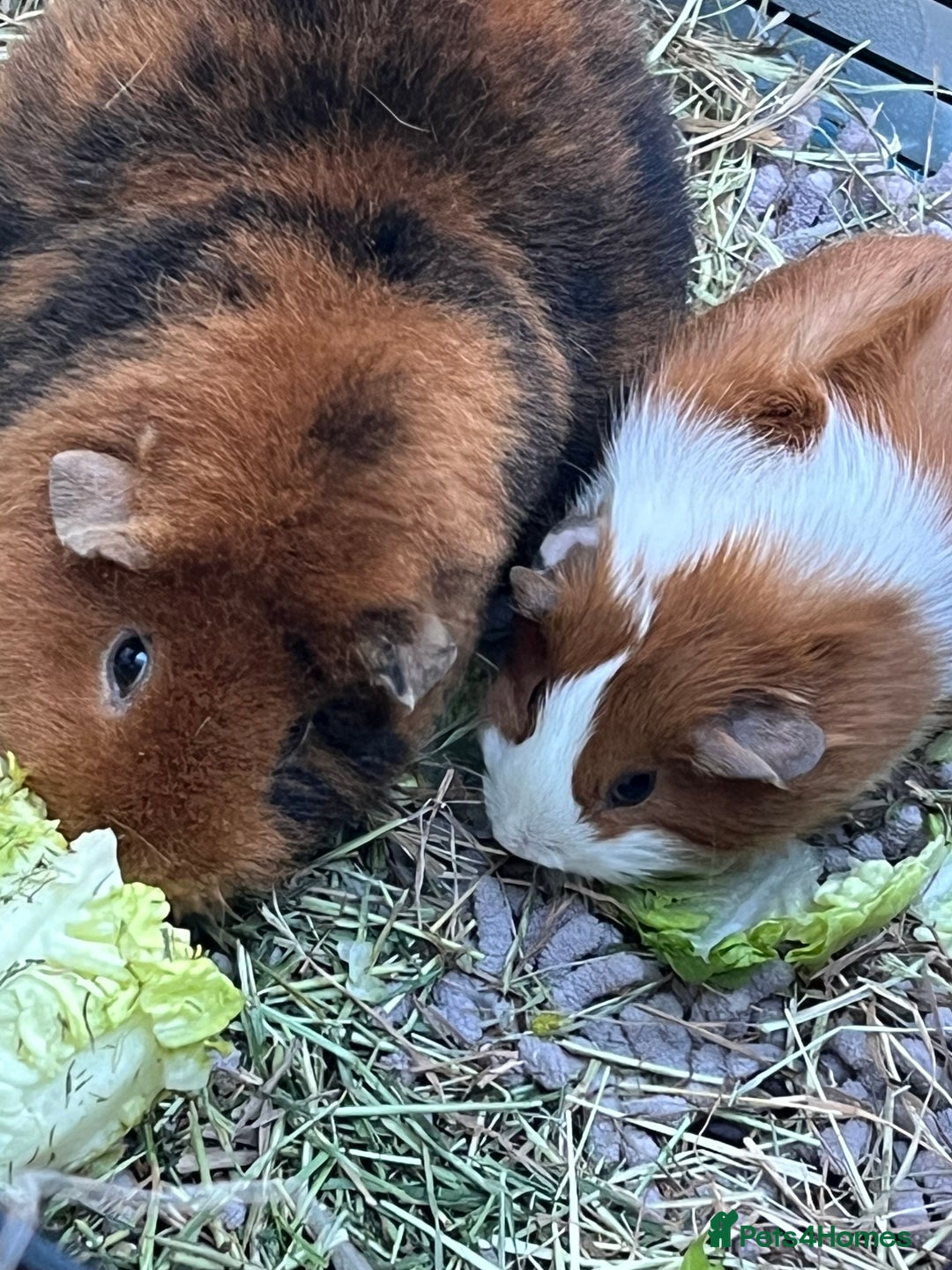 Guinea Pig rodents for sale: Mum & Baby female  - Advert 6
